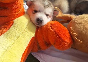 Alaskan Malamute FCI / ZKwP