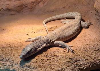 Varanus gilleni samiec waran