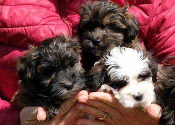 Suczka piesek Hawańczyk po Championach FCI  ZKwP