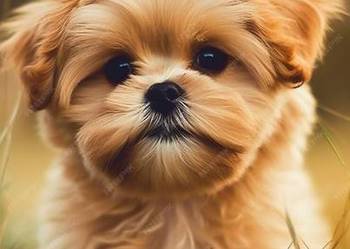 Profesjonalne przerabianie zdjęć i filmów