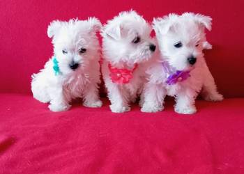 West Highland White Terrier