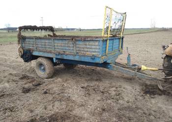 Rozrzutnik czarna białostocka