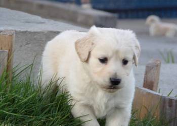 Golden Retriever szczeniak