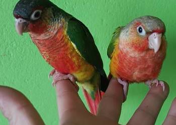 Papugi rudosterki ręcznie karmione