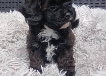 Shihpoo samiec . Shihtzu tricolor, pudel miniatura red