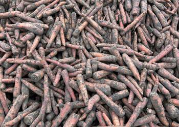 Sprzedam marchew dla bydła