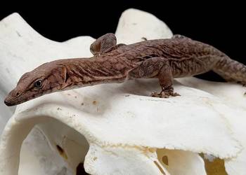 Varanus pilbarensis Waran/jaszczurka/gad