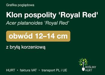 Klon pospolity 'Royal Red' obwód 12-14 cm, z bryłą – HURT