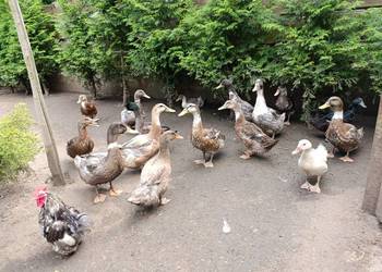 Kaczki staropolskie i dworki