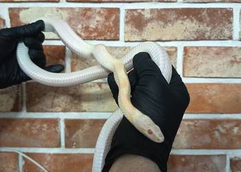 Wąż zbożowy samica