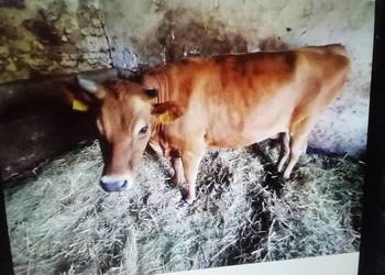 Jalowki na chow dalszy na krowy