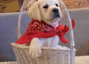 Labrador Retriever szczeniak FCI