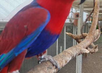 Lory wielkie