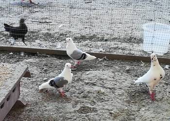 Gołębie ozdobne Mewki Dominikany