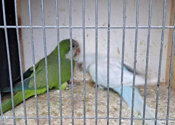 Sprzedam papugi,  mnichy nizinne, mnicha