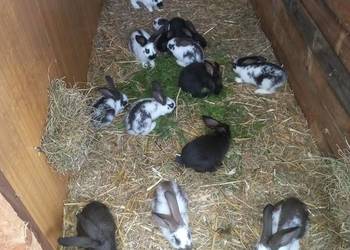 Króliki króliki polecam