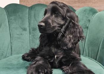 Cocker Spaniel Angielski