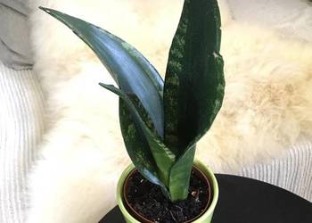 Sansewieria Whitney Silver Flame