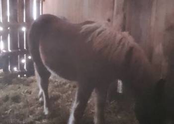 Sprzedam ogierka zimnokwistego