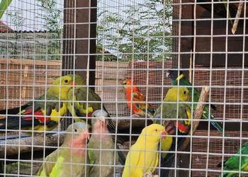 Papugi aleksandrety, księżniczki Walii, nierozłączki, faliste