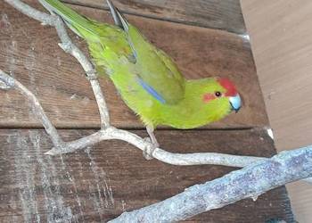 Witam posiadam na sprzedaż papugi kozy