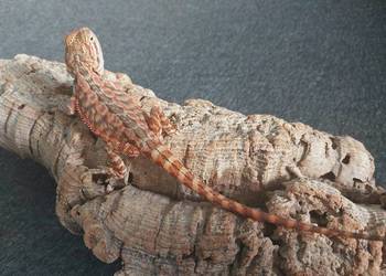Agama brodata