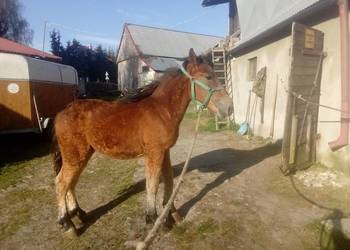 Ogier zimnokrwisty 2-letni