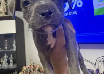 Piękne amstaffy blue !