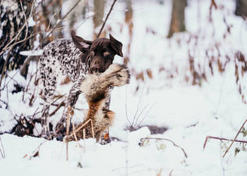 Wyżeł niemiecki krótkowłosy