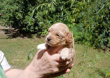 Maltipoo - suczka