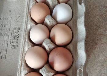 Sprzedam swojskie jajka od kur z wolnego wybiegu