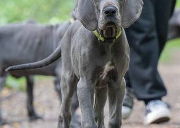 Dog niemiecki błękitny