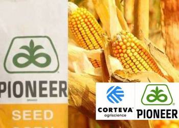 Nasiona kukurydzy P82000 Pioneer nowość Fao 202/230