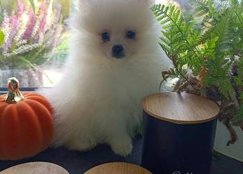 Szpic miniaturowy. Przepiękne misie.