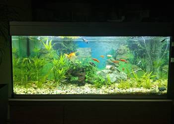 Akwarium 240 l Akwarium 240 l