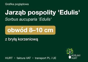 Jarząb pospolity 'Edulis' obwód 8-10 cm, z bryłą – HURT