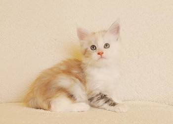 Śliczna koteczka Maine Coon - LEGALNA HODOWLA PZF/WCF