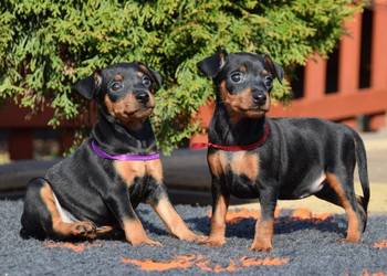 Pinczer miniaturowy szczenięta Zkwp