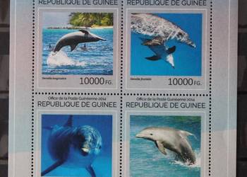 Gwinea arkusik delfin
