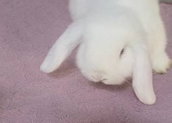 Króliczki Mini Lop