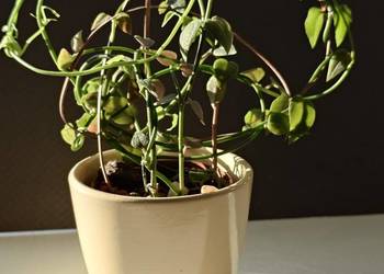 Ceropegia sukulent toinowate roślina w osłonce dekoracja