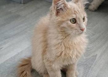 Gryzek Maine Coon