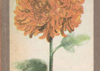 Chryzantemy - M. Solecka.