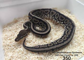 Pyton królewski samiec nr 209