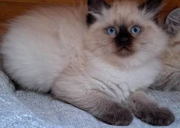 Kotka neva masquerade seal point syberyjska