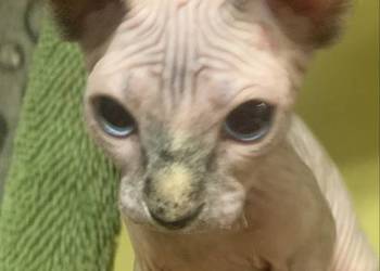 Sfinks Kanadyjski. Rezerwacja kotki.