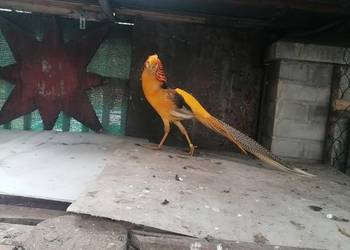 BAŻANT BANANOWY