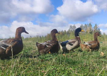 Piękne 2 roczne (największa nieśność) kaczki czystej linii Rouen Duck  Sprz
