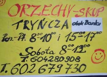 Orzechy włoskie skup