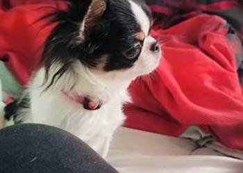 Piękny chihuahua długowłosy korzenie Tajlandia